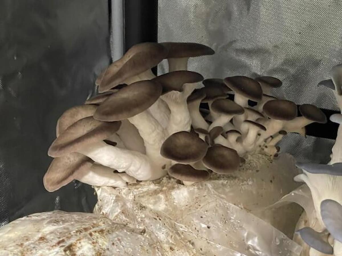 Gourmet Mushroom Medley