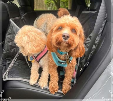 3x Dog Walks/ Week  (30 mins)