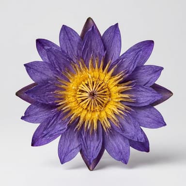 Dried Blue Lotus Flower Tea, Nymphaea caerulea, Relaxation & Lucid Dream Support, Loose Dried Flowers, 0.5 oz