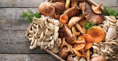 30  Reishi  Mushroom Capsules