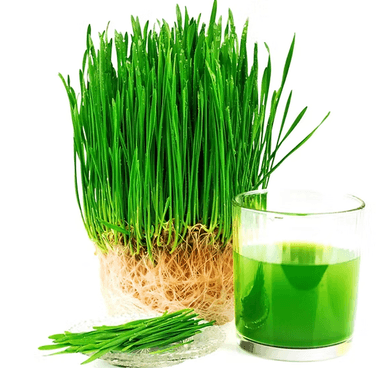 Wheatgrass Wellness Shots-2oz