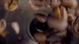 Instant Mushroom Coffee with Turkey Tail and Tremella Extracts - Energize and Hydrate | 6.35 oz|-6