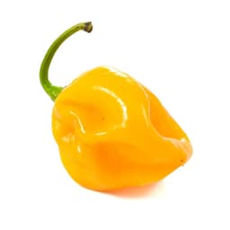 Caribbean Habanero Garden Seeds-0