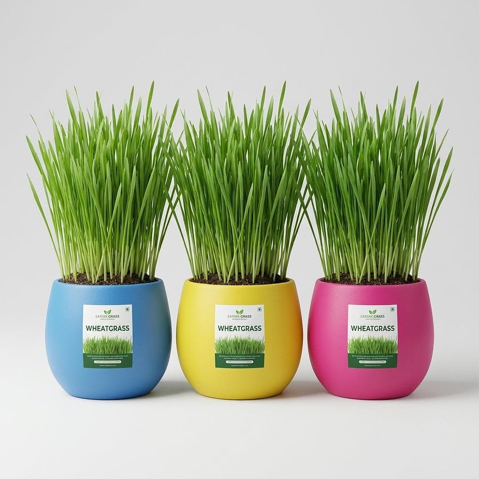 Organic Cat Grass Ball Planters, Rye Barley & Oat Grass Blend, Hairball & Digestion Support, 3-Pack (Mixed Colors)