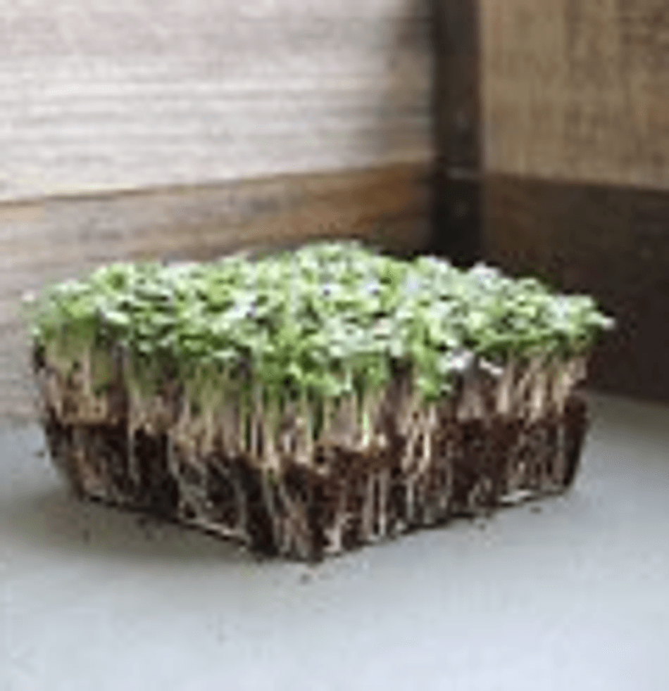 Microgreen Mix Salad