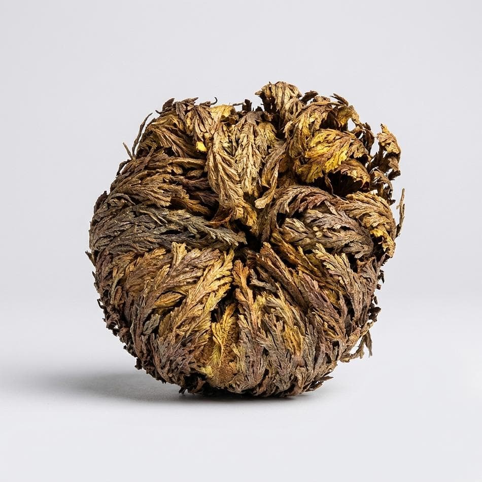 Resurrection Plant (Rose of Jericho), Anastatica hierochuntica, Renewal & Abundance Ritual Decor, 1 Pc
