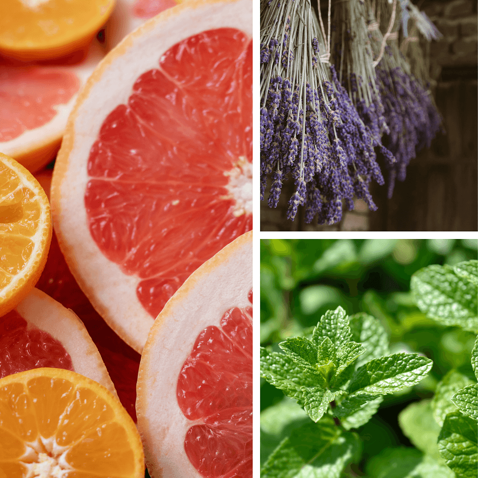 PALOMA | 6fl oz. Reed Diffuser | Grapefruit. Lavender. Spearmint.