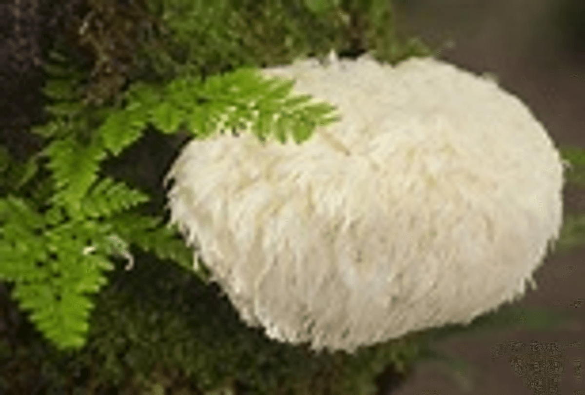 Lion's Mane Mushrooms