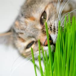 Mom’s Indoor Cat