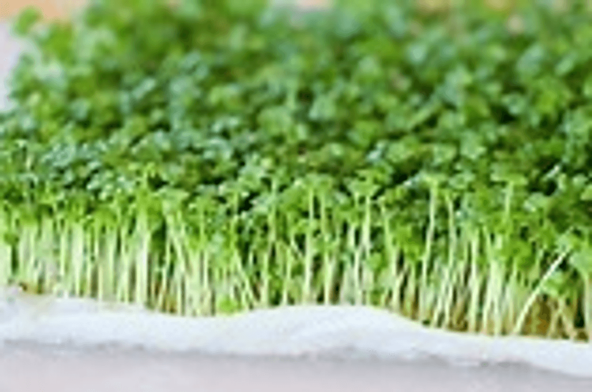 Microgreen Mustards