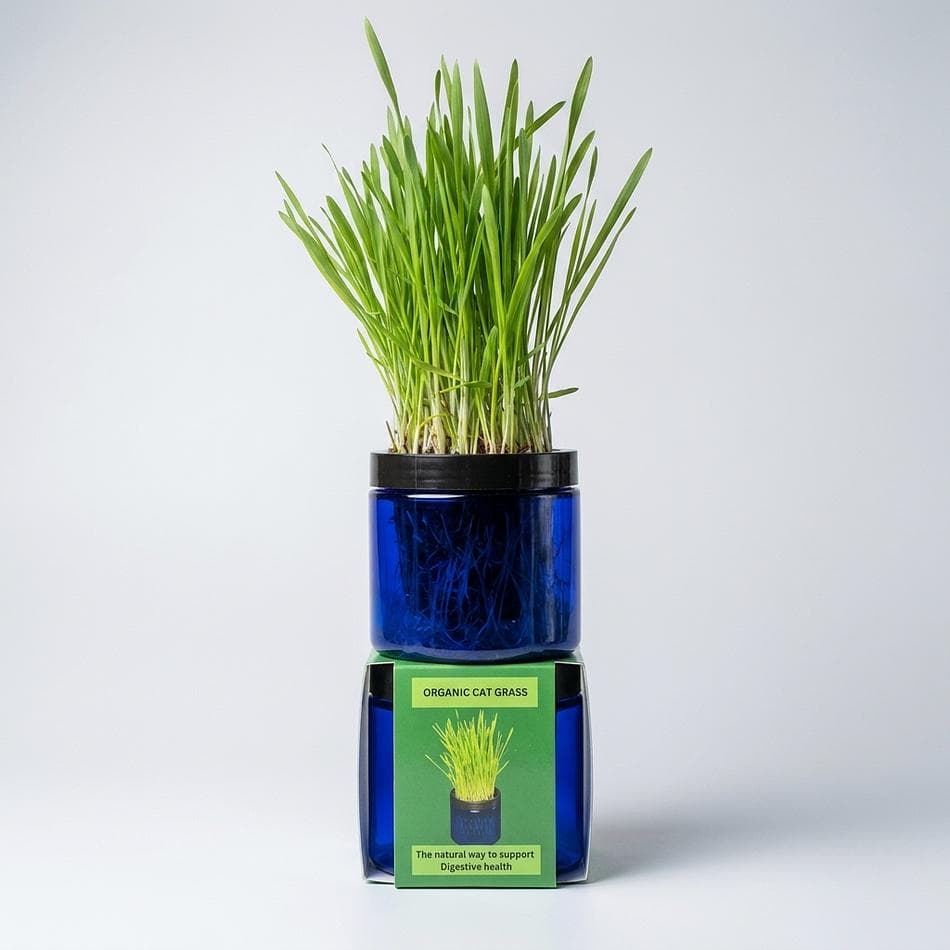 Indoor Cat Grass Planter Jar, Rye Barley Oat Seed Blend, Hairball & Digestion Support, Reusable Mini Garden, 1 Jar
