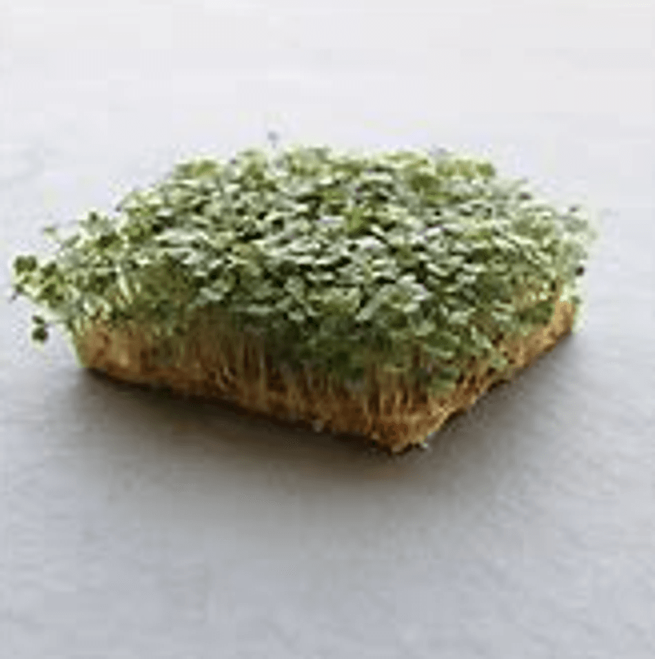 Microgreen Arugula