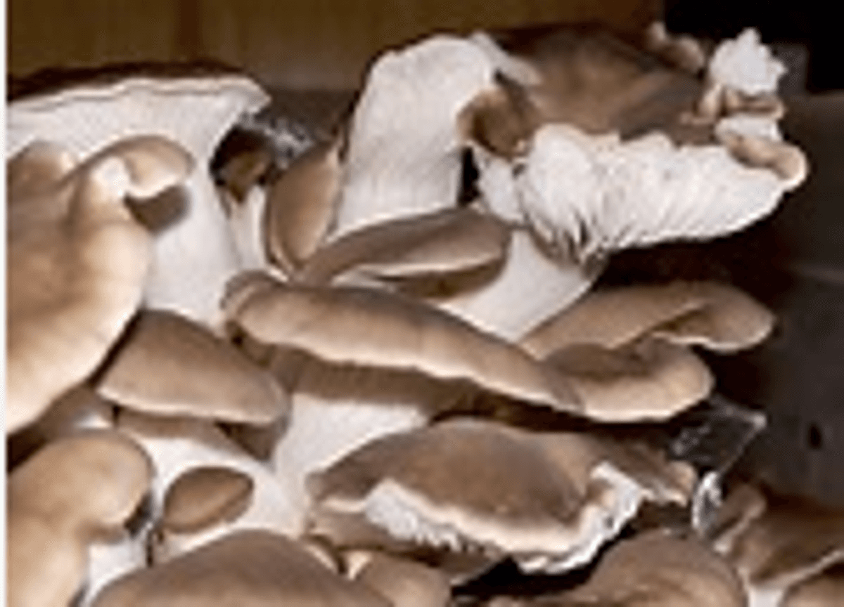 Italian Oyster Mushrooms