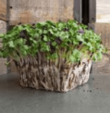 Microgreen Radish