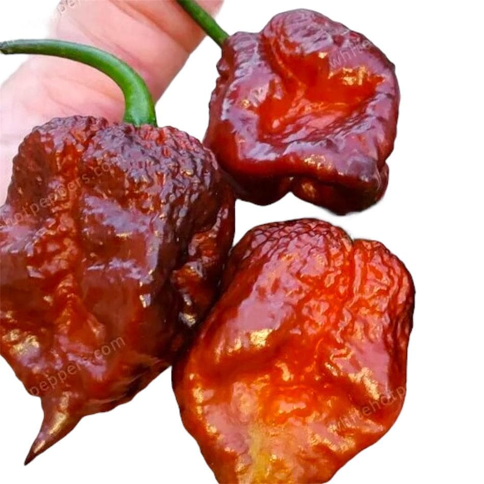 Orion Hot Pepper Garden Seeds