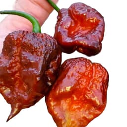 Orion Hot Pepper Garden Seeds-0