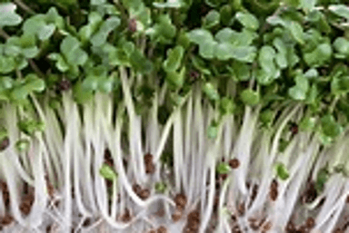 Microgreen Broccoli