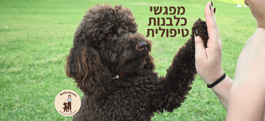 מפגשי כלבנות טיפולית אחת לשבוע