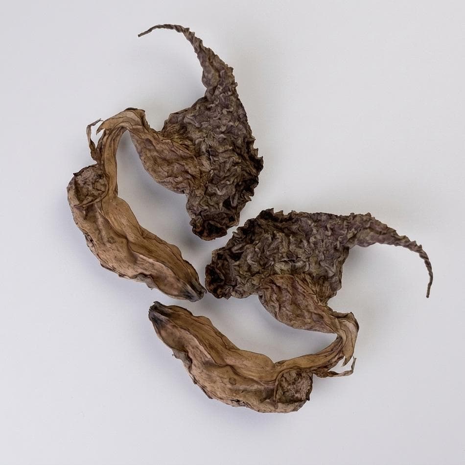 Dried Duck Flower (Flor de Pato), Wildcrafted Botanical Cleanse Tea, 2 Flowers