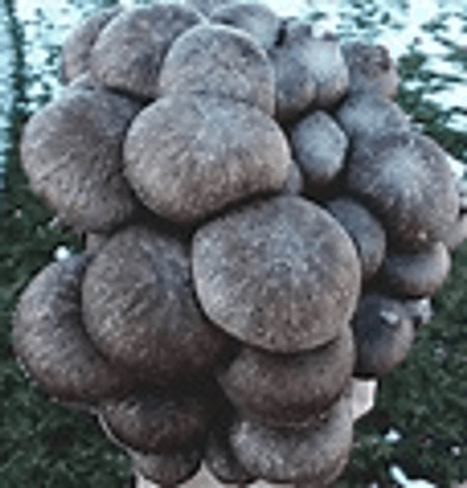 Black Pearl Mushrooms