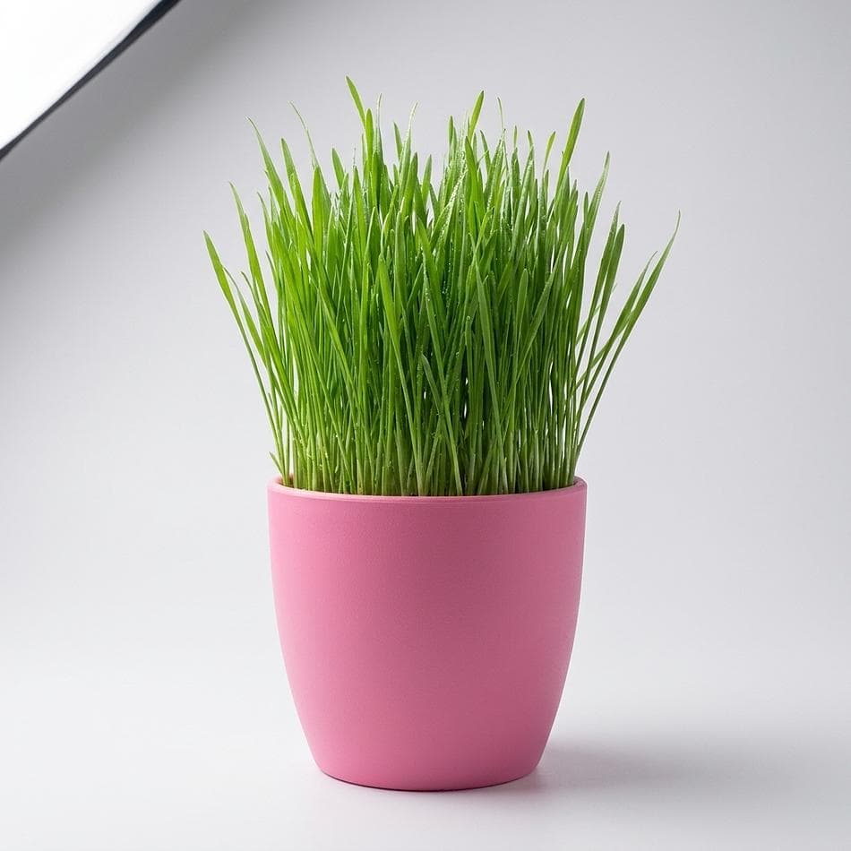 Organic Cat Grass Planter Ball, with Rye Barley Oat Grass, Mess-Free Indoor Cat Treat, Reusable kit