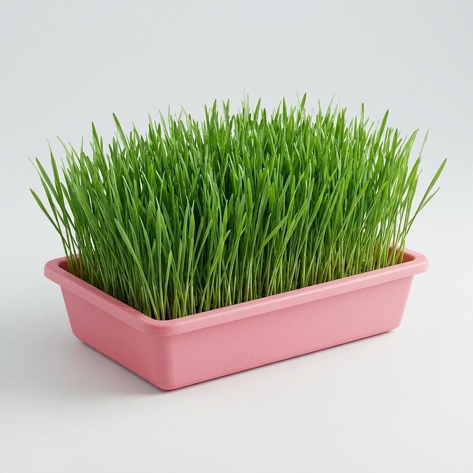 Organic Cat Grass Grow Kit Tray, Rye Barley & Oat Grass Blend, Hairball & Digestion Support, 10x10 Planter, 1 Kit