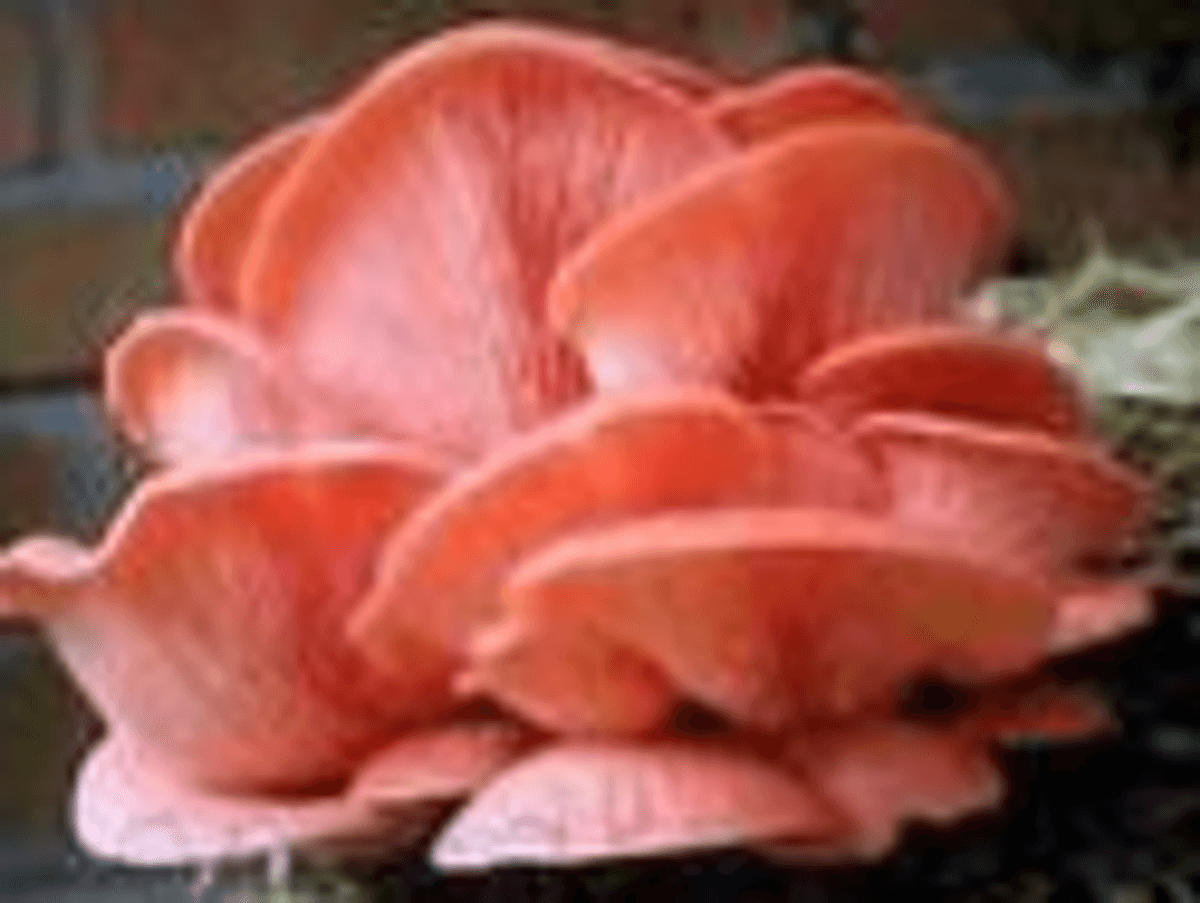 Pink Oyster Mushrooms