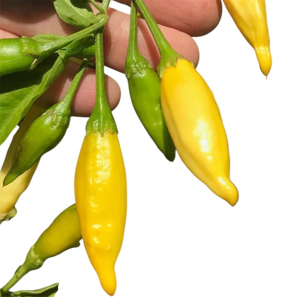 Aji Lemon Hot Pepper Garden Seeds