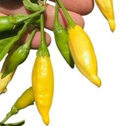 Aji Lemon Hot Pepper Garden Seeds-0