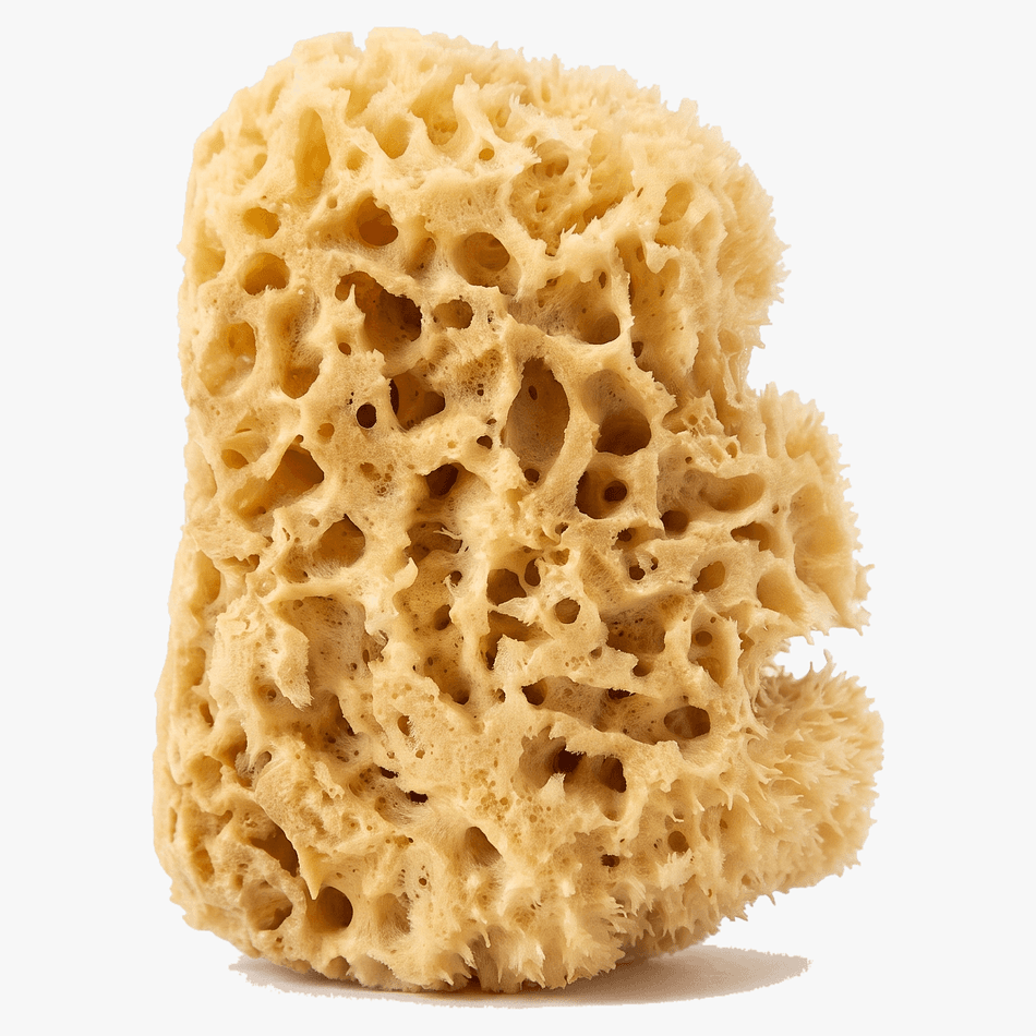 Natural Sea Wool Sponge, Bahamian Sea Sponge, Plastic-Free Gentle Exfoliation, Rich Lather Body Wash Tool, 1 Count