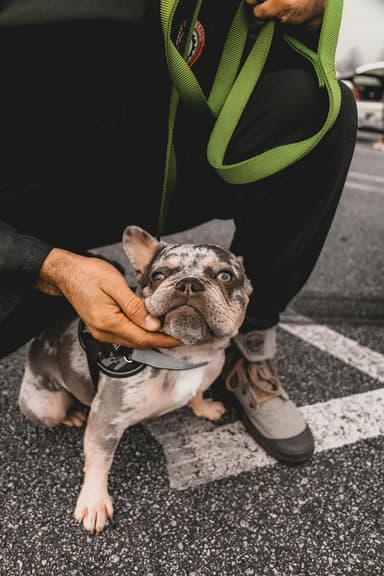 🐶 Loyal Pup Plan