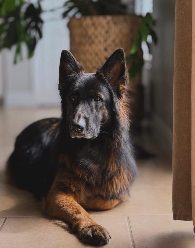 Waggly Tailz