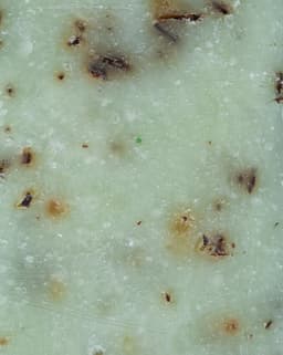 Rosemary Peppermint Soap-3