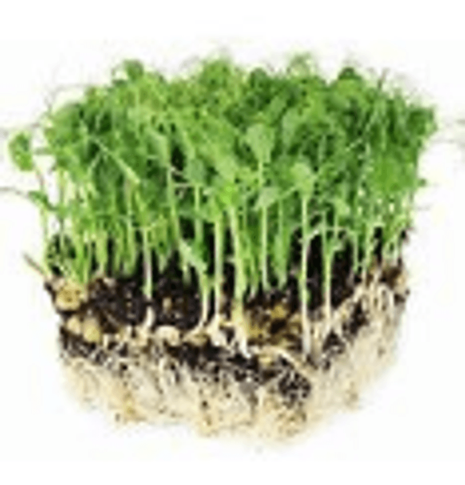 Microgreen Pea Tendrils